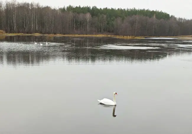 На водоемах Могилевщины остались зимовать лебеди. Фотофакт