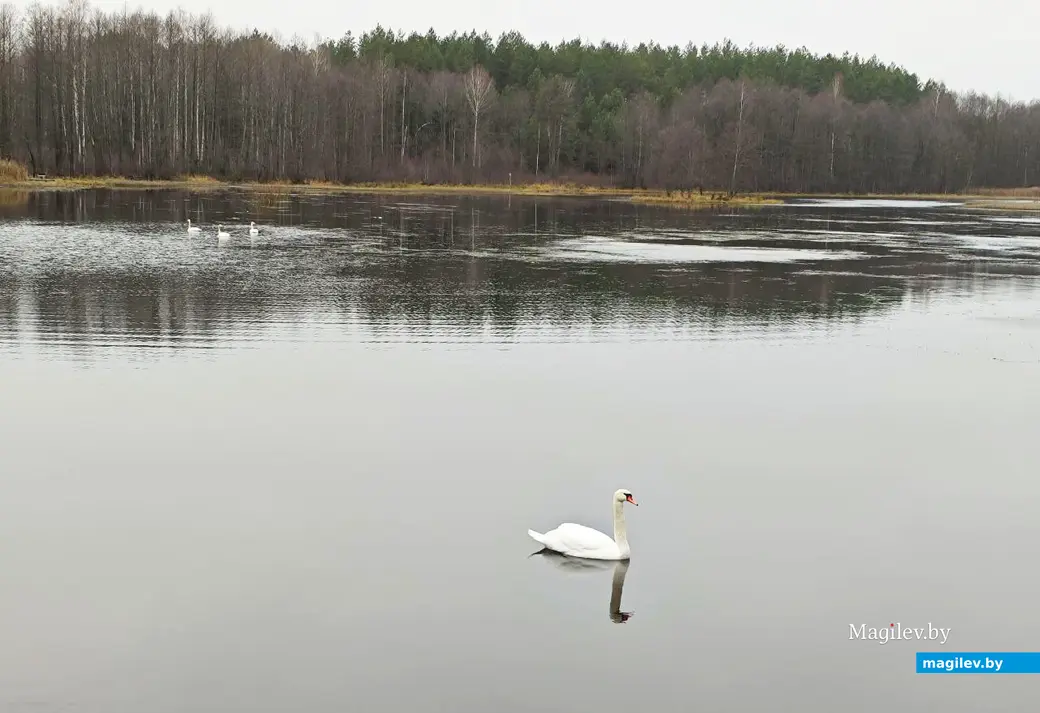 7 декабря 2025 года. Лебеди. Водоем рядом с деревней Заполье Белыничского района.
