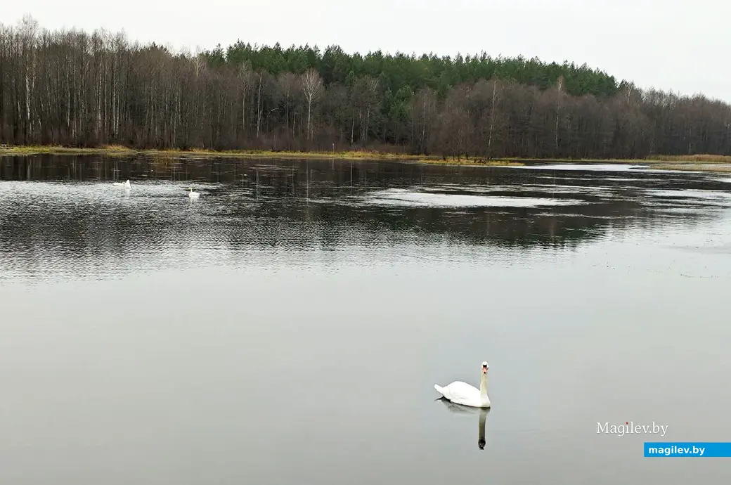 7 декабря 2025 года. Лебеди. Водоем рядом с деревней Заполье Белыничского района.