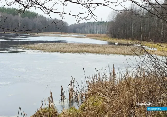 Дождь со снегом, гололед: какой будет погода в Могилеве во вторник, 9 декабря