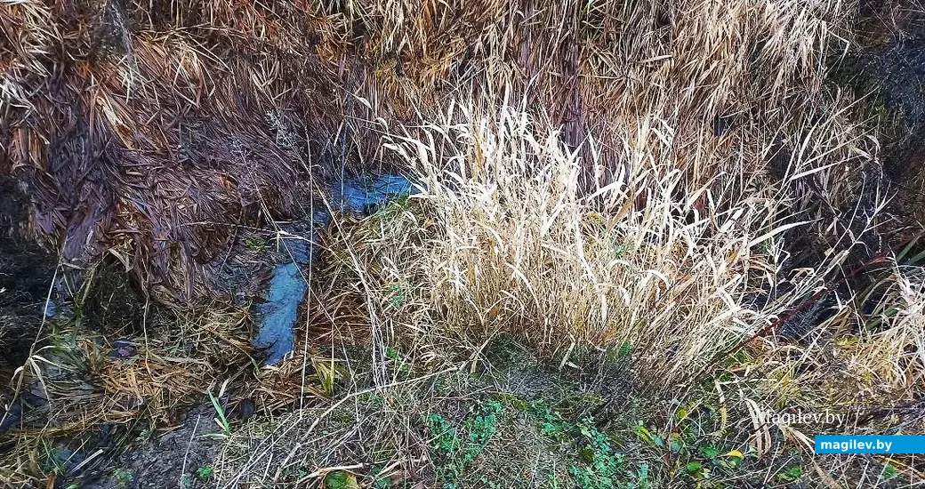 10.12.2025, Могилев, микрорайон Казимировка. Речушка Приснянка.