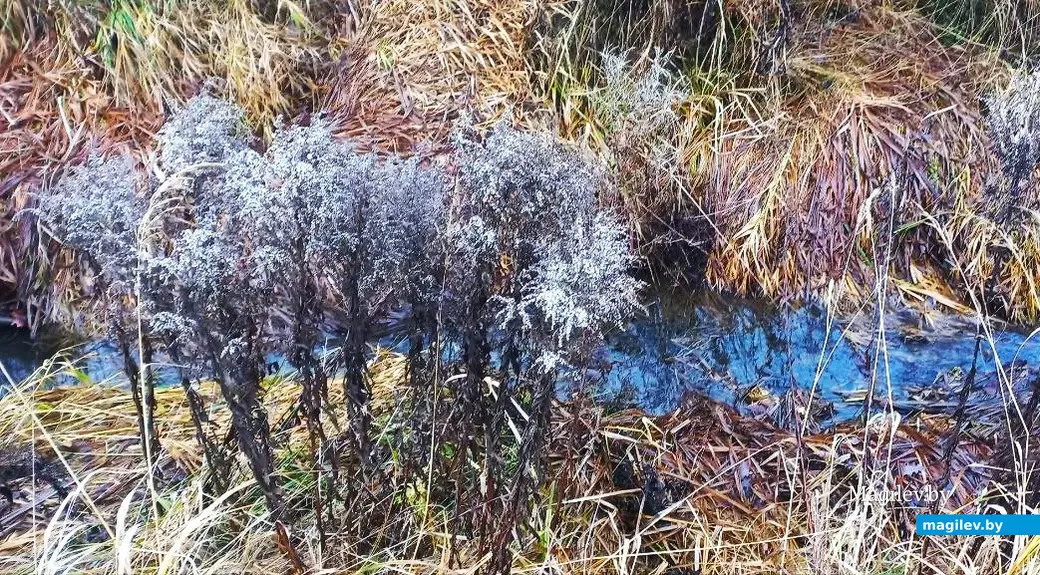 10.12.2025, Могилев, микрорайон Казимировка. Речушка Приснянка.