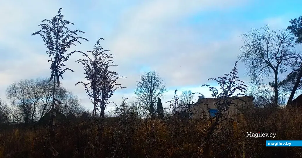 10.12.2025, Могилев, микрорайон Казимировка. Речушка Приснянка.