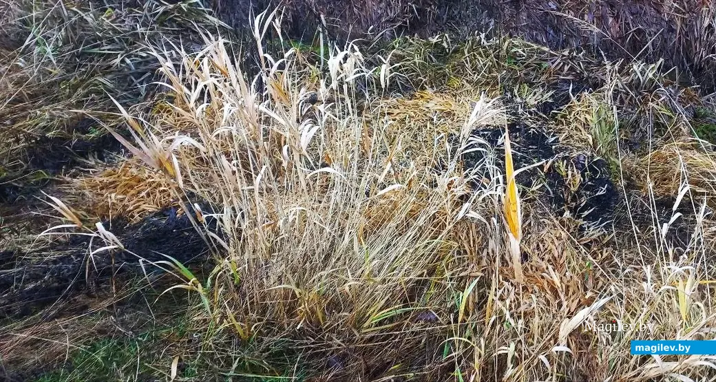 10.12.2025, Могилев, микрорайон Казимировка. Речушка Приснянка.