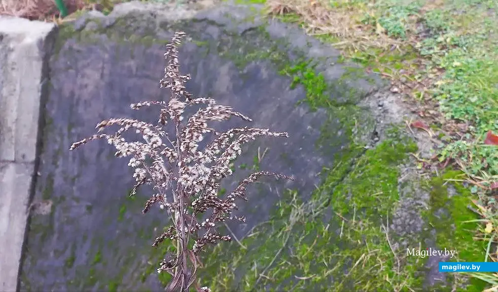 10.12.2025, Могилев, микрорайон Казимировка. Речушка Приснянка.