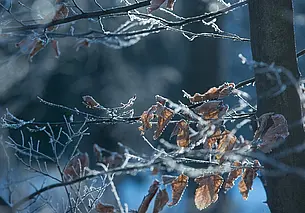 Мороз до 4 градусов, гололедица: какой будет погода в Могилеве в субботу, 13 декабря