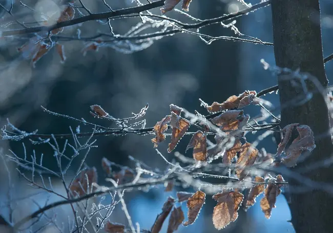 Мороз до 4 градусов, гололедица: какой будет погода в Могилеве в субботу, 13 декабря