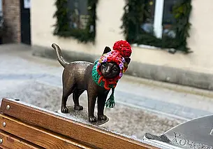 Могилевские котики смотрятся теперь просто восхитительно