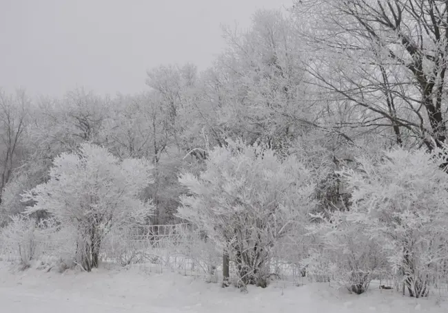 Минус 51,7 градуса. Якутия стала самым холодным местом на Земле