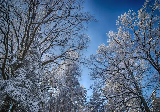Дождь, мокрый снег: какой будет погода в Могилеве в понедельник, 22 декабря