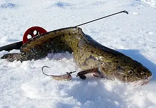 С 25 декабря в Беларуси будет запрещено ловить налима