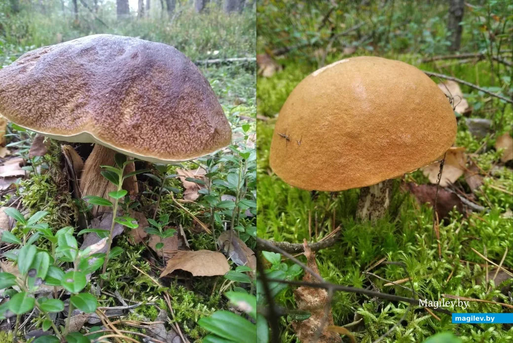 Трофеи Аллы Сорокиной.