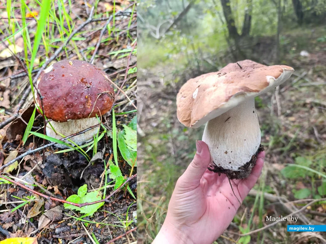 Трофеи Екатерины Быковой-Хаасма и ее супруга Сергея Быкова.