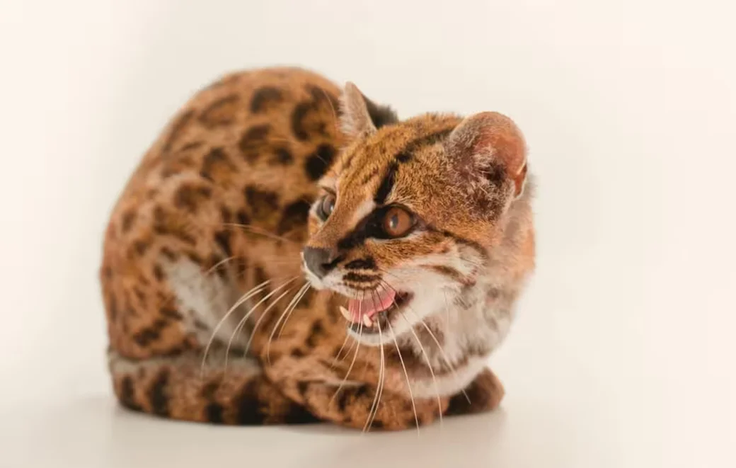  Новый вид кошки получил название Leopardus tilcayo. Кадр видео National Geographic.