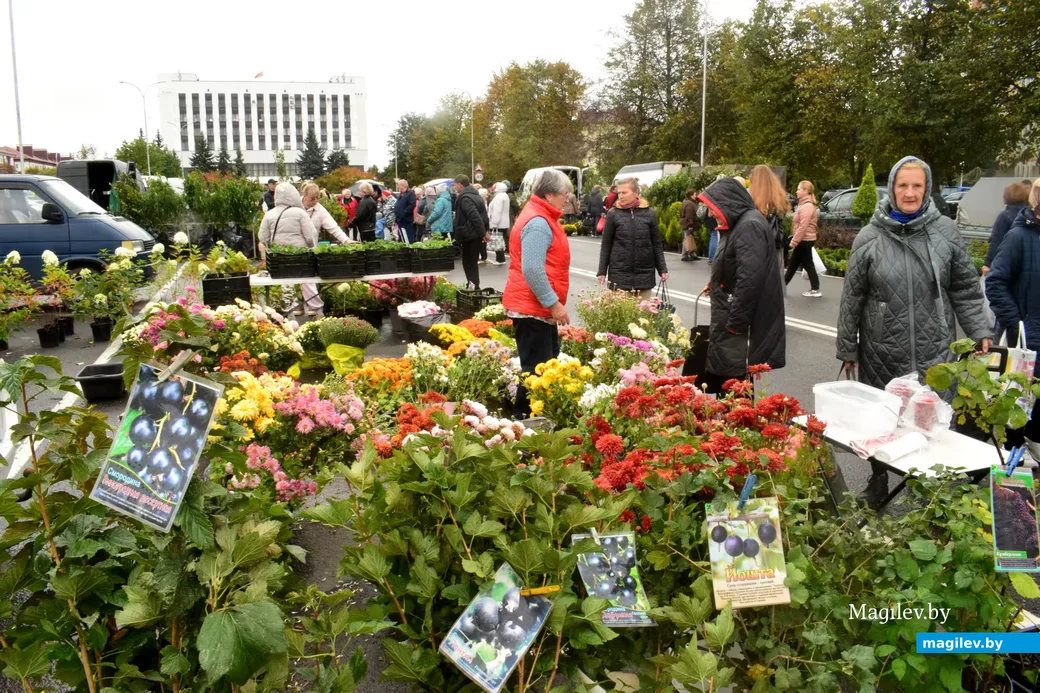 26.09.2026, Бобруйск, кирмаш «Золотая осень»