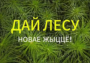 В Беларуси с 17 по 24 октября пройдет акция «Дай лесу новае жыццё!»