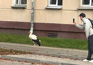 «Прикармливая аистов, вы делаете только хуже для них»