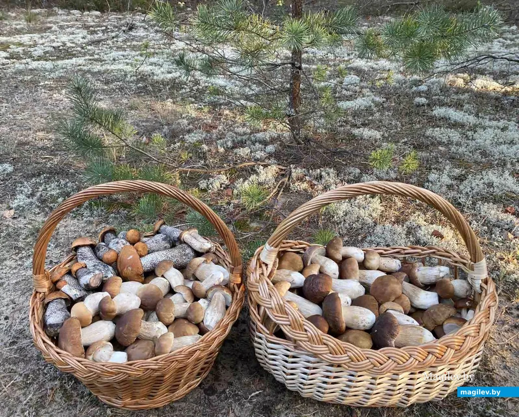 Грибной улов Оксаны Глинской.