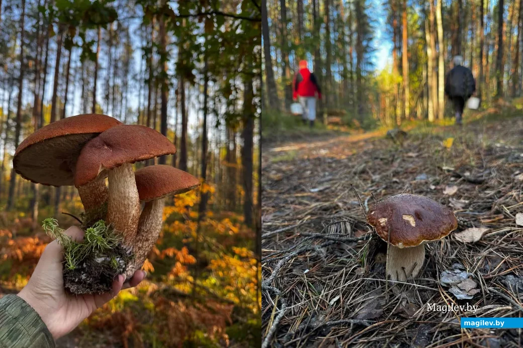 Фото Анастасии Лукомской из Гомеля.