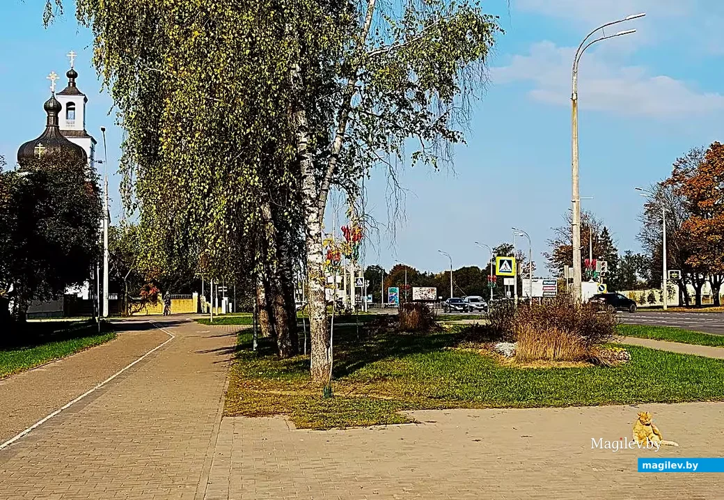  Сентябрь, 2026 год, Могилев, Казимировка. Рыжик умывается.