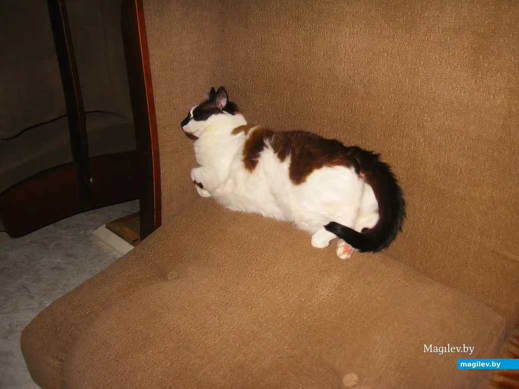  Котик отдыхает. Не надо его тревожить.