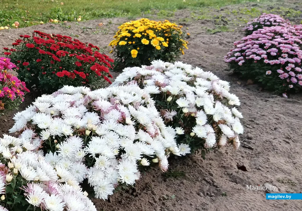   Октябрь 2026 г. Хризантемы во дворе глусчанки Натальи Никонович.