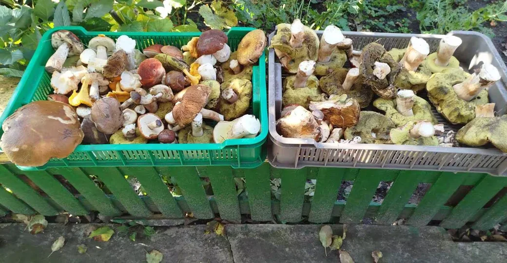 Добыча Анжелы Акунец из д. Глиница Мозырского района.