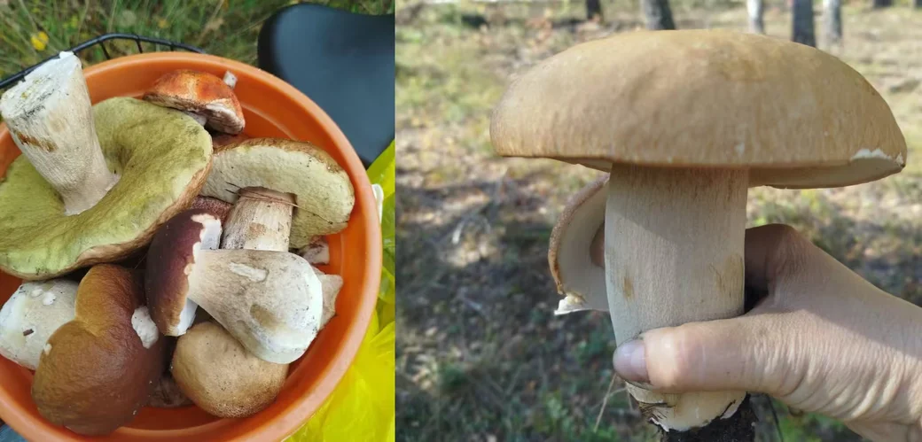 Красивые находки Анжелы Акунец из д. Глиница Мозырского района.