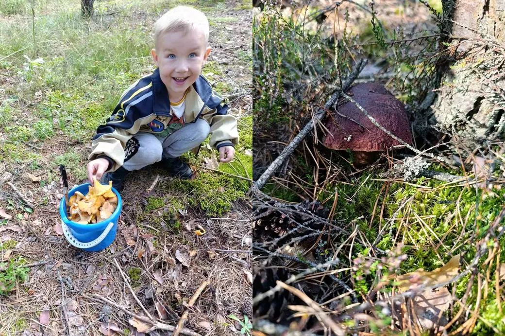  Юный грибник Дима Смирнов из Бобруйска. 