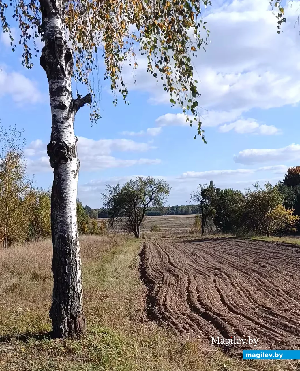 Кастрычнік 2026 г. Вёска Прыварацце Глускі раён.