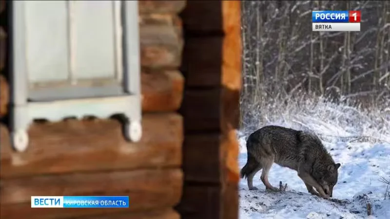  Архивный кадр российских «Вестей».