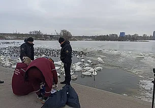 Пенсионерка в Бресте кормила на реке уток, упала в воду и утонула