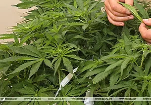 Житель Осипович вырастил плантацию конопли: угощал знакомых, часть продал