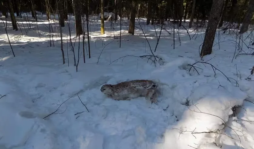 Во время охоты мужчина выстрелил во внезапно появившуюся рысь. Фото: СК.