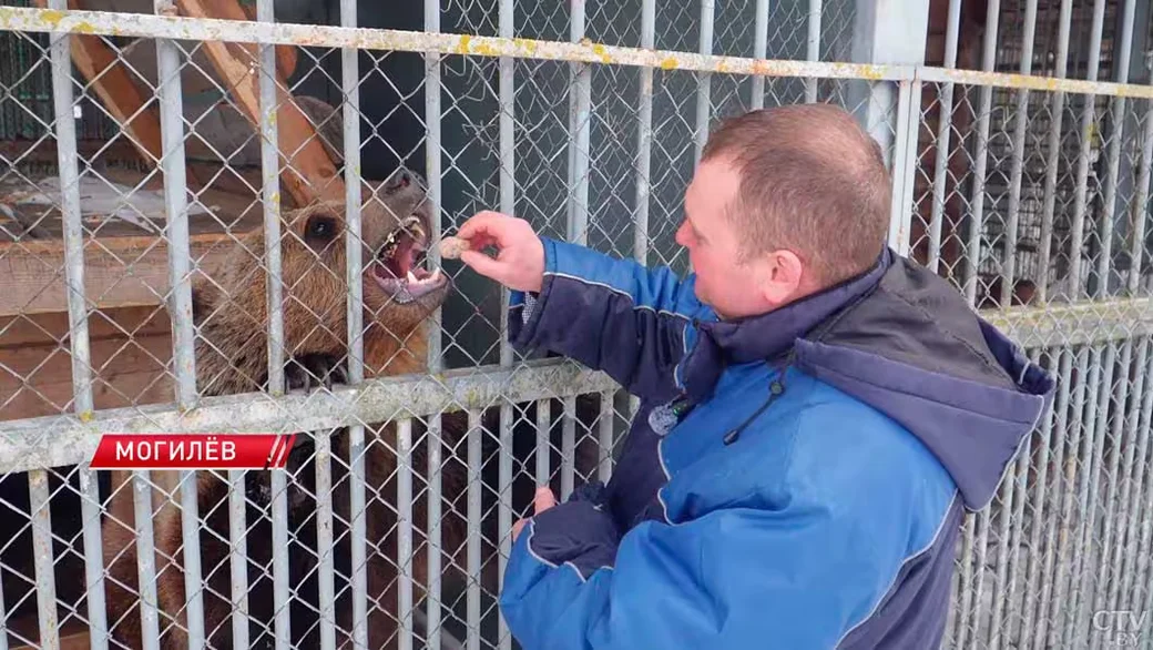  В Могилеве проснулся местный «синоптик» – из спячки вышел медведь Федя. Кадр СТВ.