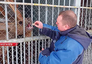 Медведь-синоптик Федор вышел из спячки в Могилевском зоосаду (видео)