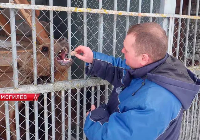 Медведь-синоптик Федор вышел из спячки в Могилевском зоосаду (видео)
