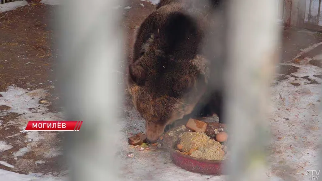 В Могилеве проснулся местный «синоптик» – из спячки вышел медведь Федя. Кадр СТВ. 
