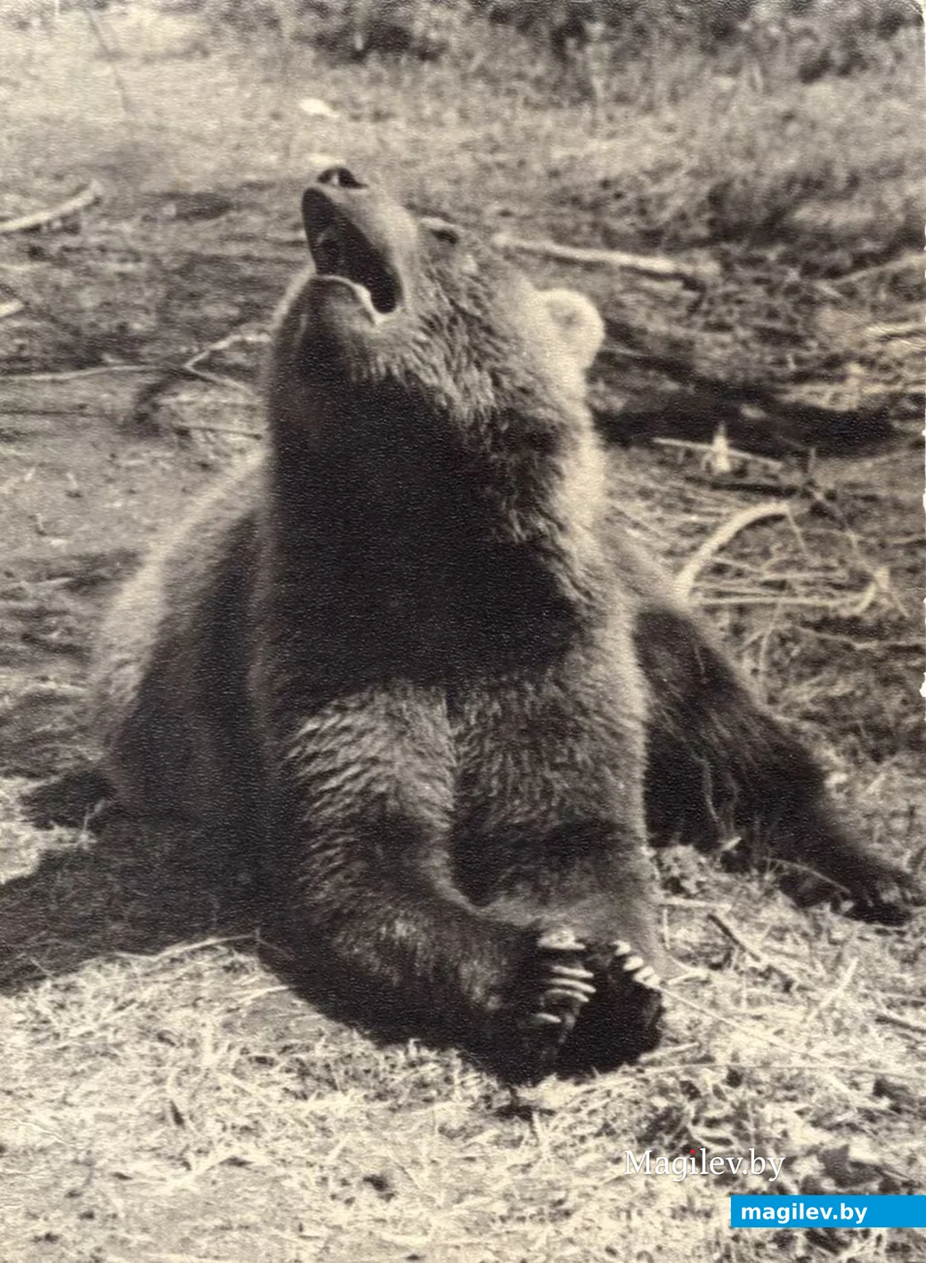 Камчатский медведь. Фото Анатолия Ходько, брата Николая Липунова. 