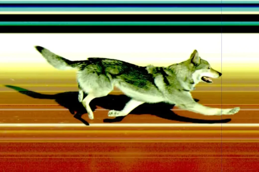 18.02.2026, Олимпийские игры. Фотофиниш пса 