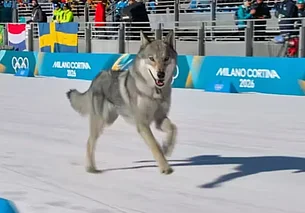 Знаковые кадры Олимпийских Игр 2026. Вся Олимпиада в одном обзоре