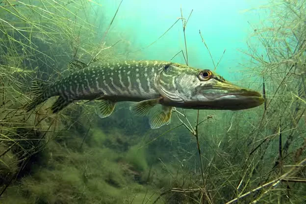 Щука обыкновенная. Фото: gosinspekciya.gov.by