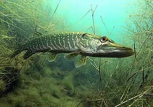 С 1 марта в Могилевской области начнет действовать запрет на лов щуки