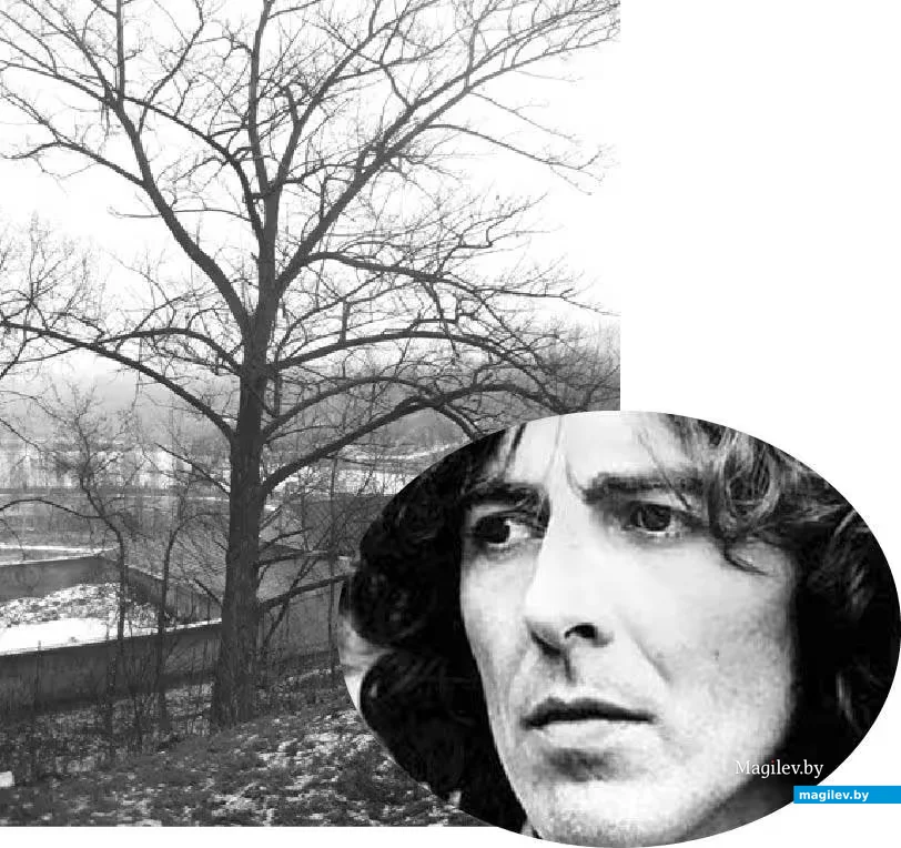  Могилев, дерево Джорджа Харрисона.