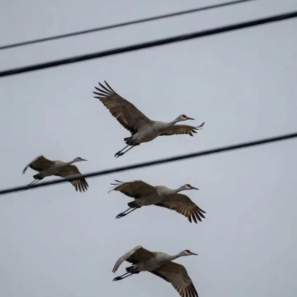 24 февраля 2026 года. Над Брестом заметили перелетных журавлей. Центр помощи птицам и животным