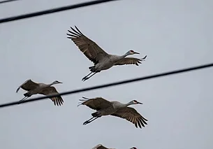 Журавли возвращаются в Беларусь? Перелетных птиц заметили над Брестом