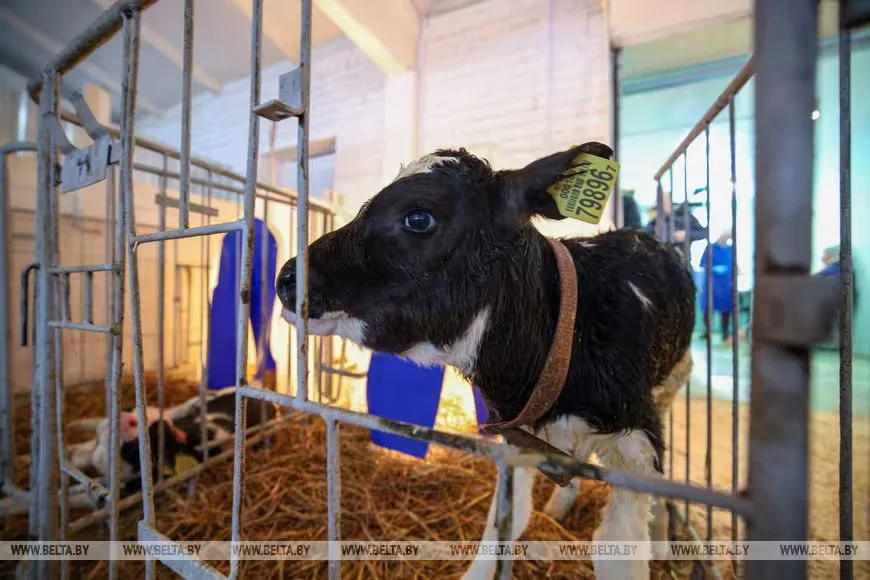 28 февраля 2026 года. МТК в Логойском районе. Фото: БЕЛТА.