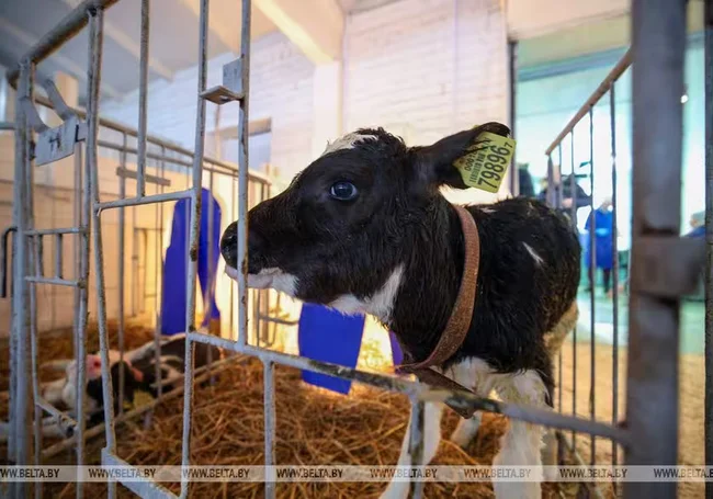 В последний день зимы Лукашенко приехал на молочно-товарный комплекс в Логойском районе