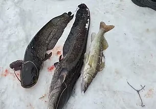 В Бобруйском районе природоохранники задержали двух браконьеров: ловили сома на Березине