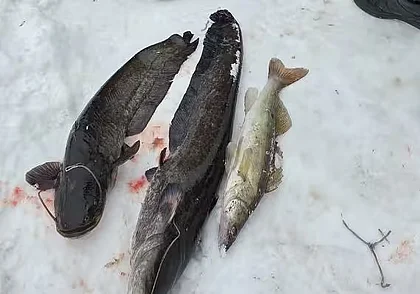 В Бобруйском районе природоохранники задержали двух браконьеров: ловили сома на Березине